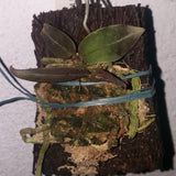 Phalaenopsis lowii sp.