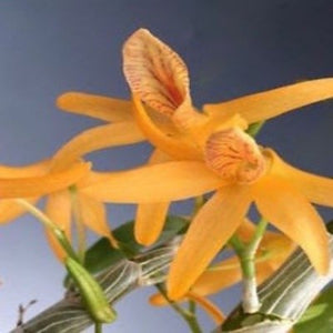 Dendrobium unicum var. semi alba X Sib.