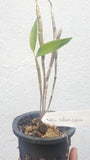 Dendrobium aduncum sp.