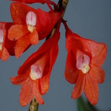 Dendrobium lawesii sp.