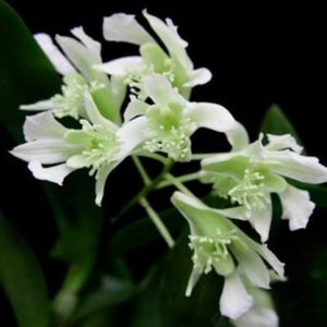 Dendrobium delacourii alba sp.