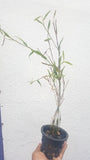 Dendrobium podagraria sp.