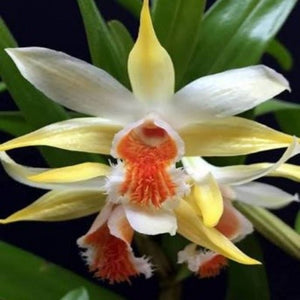 Dendrobium cariniferum sp.