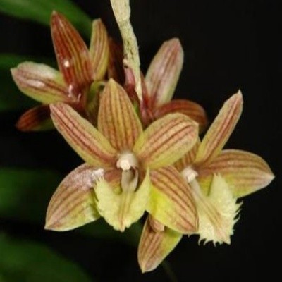 Dendrobium serratilabium sp.