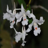 Dendrobium virgineum sp.