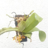 Gastrochilus obliquus sp.