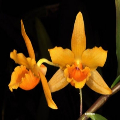 Dendrobium henryi sp.
