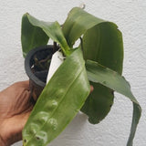 Phalaenopsis  mariae sp.