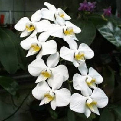 Phalaenopsis amabilis sp.