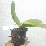 Phalaenopsis amabilis sp.