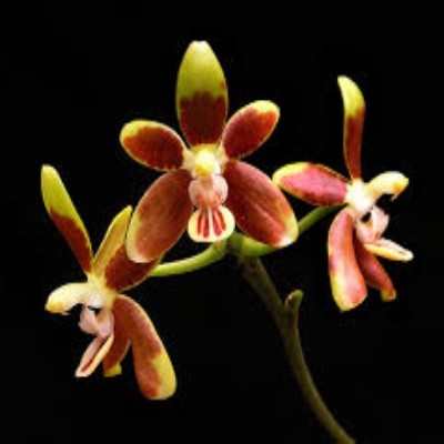 Phalaenopsis fuscata sp.
