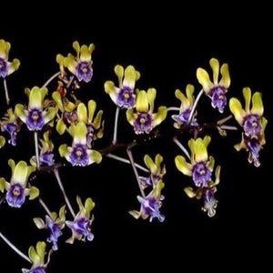 Dendrobium violaceaflavens sp.