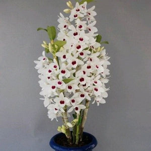 Dendrobium Watanabe White