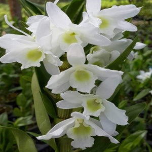 Dendrobium White Asai