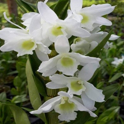 Dendrobium White Asai