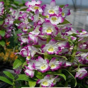 Dendrobium Second Love Kirameki