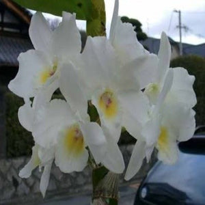 Dendrobium Santa Isabel True Love