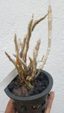 Dendrobium parishii sp.