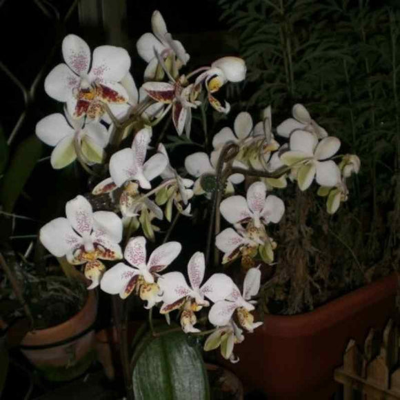 Phalaenopsis stuartiana var. punctatissima spp.