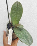 Phalaenopsis stuartiana var. punctatissima spp.