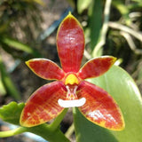 Phalaenopsis cornu cervi - 4n spp.