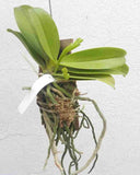Phalaenopsis cornu cervi - 4n spp.
