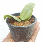 Phalaenopsis gigantea var. alba sp.
