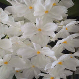 Dendrobium farmerii petaloid alba sp. - GM / JOGA