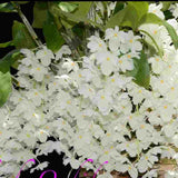 Dendrobium farmerii petaloid alba sp. - GM - JOGA