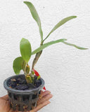 Dendrobium farmerii petaloid alba sp. - GM - JOGA