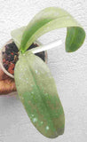 Phalaenopsis amabilis from Irian Jaya Sp.