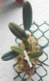Bulbophyllum ambrosia sp.