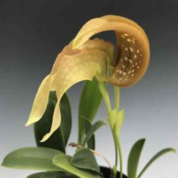 Bulbophyllum grandiflorum sp. 