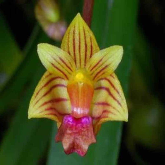 Bulbophyllum capillipes sp.