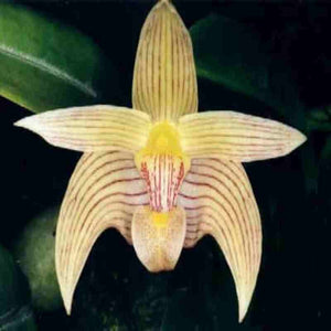 Bulbophyllum siamense sp.