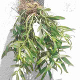 Dendrobium trinervium sp. 