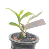 Dendrobium Parishi Var. Alba Sp. 