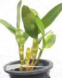 Dendrobium Napori