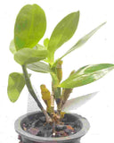 Dendrobium Haka