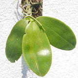 Phalaenopsis violacea sp.