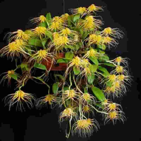 Bulbophyllum vaginatum sp.