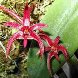 Bulbophyllum patens sp.