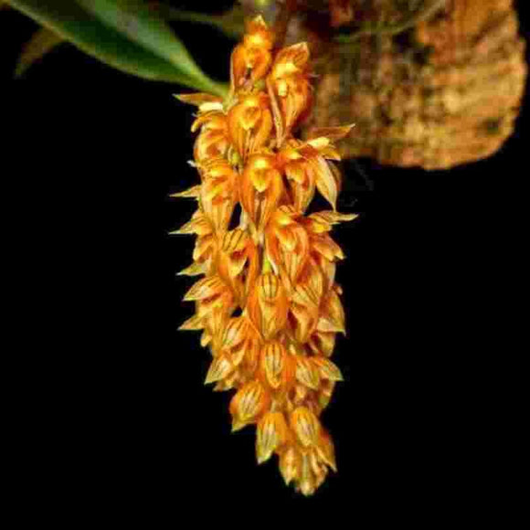 Bulbophyllum orientale sp.