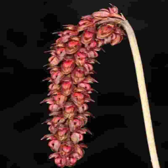 Bulbophyllum triste sp.