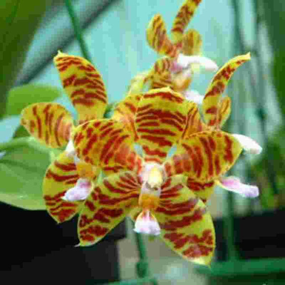 Phalaenopsis fasciata sp.