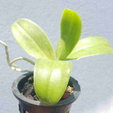 Phalaenopsis fasciata sp.