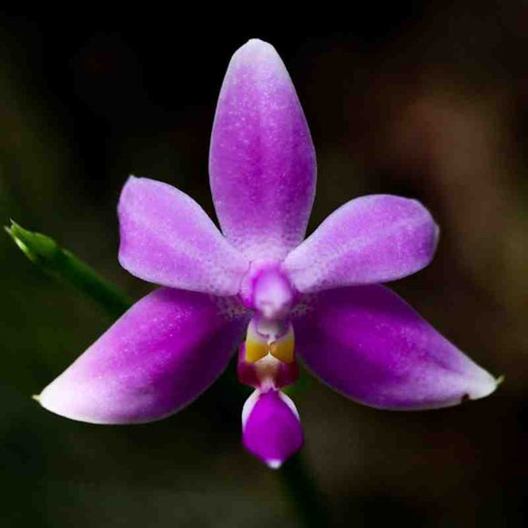 Phalaenopsis Violacea var. mentawai sp.