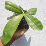 Phalaenopsis violacea var. mentawai sp.