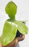 Phalaenopsis violacea var. alba sp.