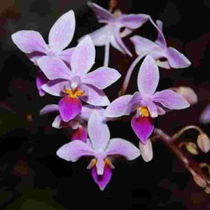 Phalaenopsis equestris sp.